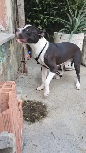 Vendo este filhote de Pitbull de 8 mês por motivo de viagem