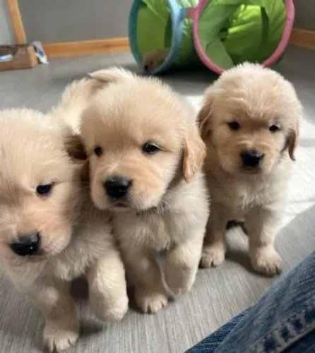 Golden Retriever Filhotes Espetaculares.