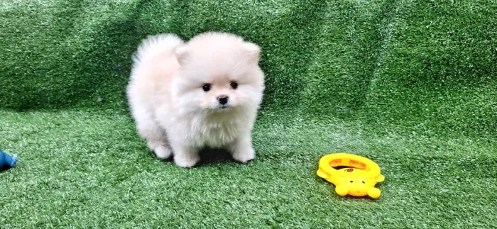 Spitz Alemão Anão Macho