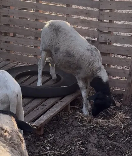 Borrego dorper sem registro