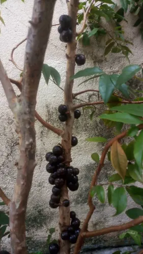 Plantas lindas muda de coqueiros e frutiferas