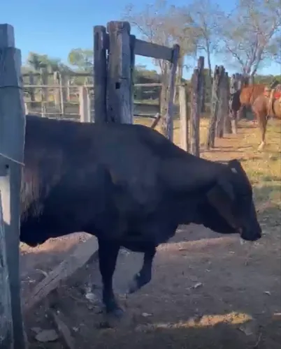 Vacas leiteiras 