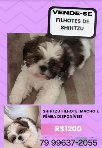 Filhotes apenas poucos dias de nascido