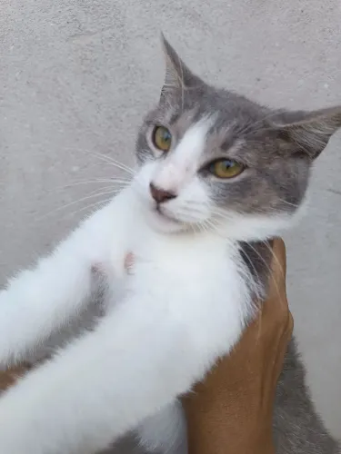 Gatinha fêmea de 4 meses para adoção!