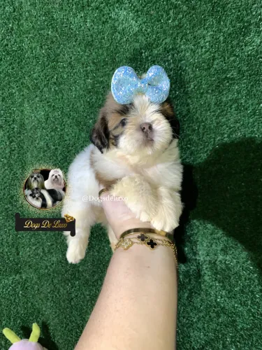Filhote de Shih-Tzu fêmea de alto padrão! Em 10X SEM JUROS! 
