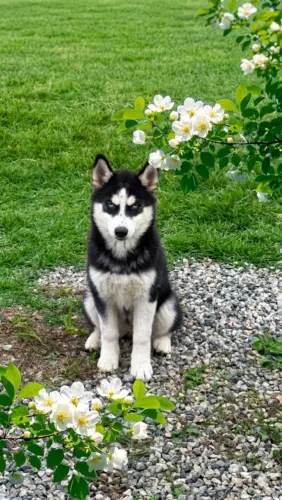 Husky Siberiano Filhote