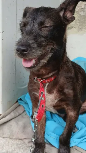 Cão pra adoção urgente