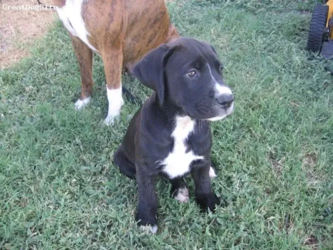 labrador otimos para autistas, excelentes com criancas e para a familia