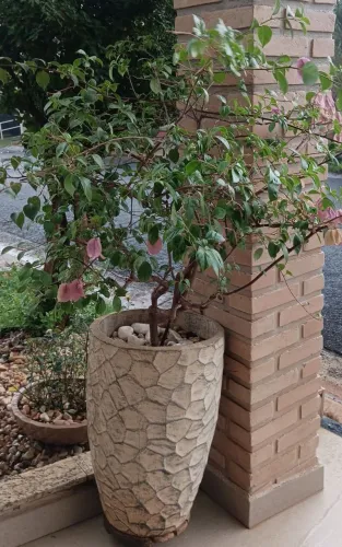 Primavera Lilás/ Rosa