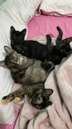 Gato