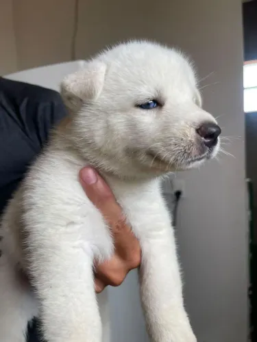 Filhotes de Akita com Husky