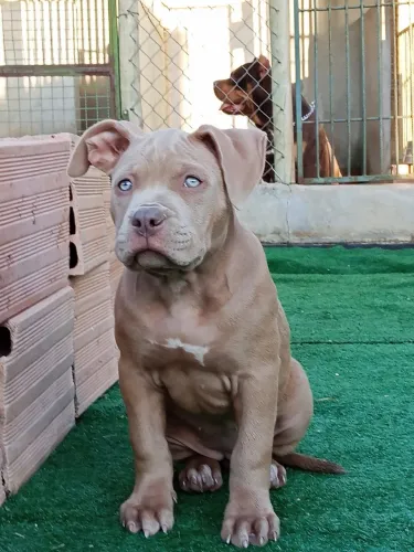 PITMONSTER