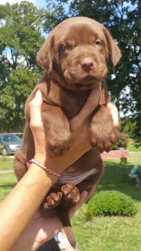 Labrador Retriever - Seu Lar Merece Uma Companhia Assim 