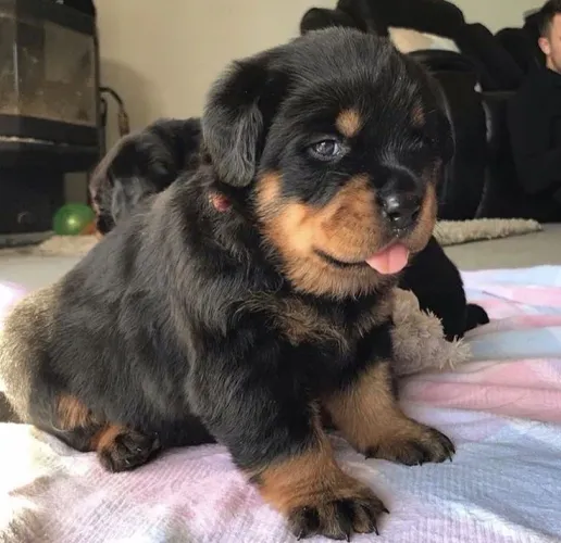 Rottweiler - Filhotinhos Incríveis Para Deixar Seus Dias Mais Leves 