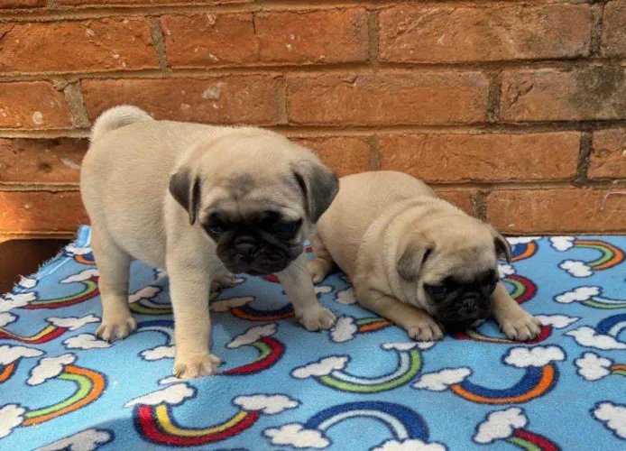 Filhote Pug, Pequenos, fofos e cheios de amor.