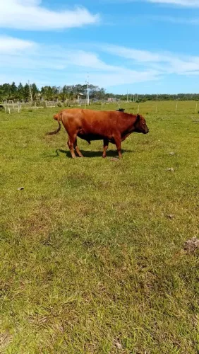 Vendo Touro Angus