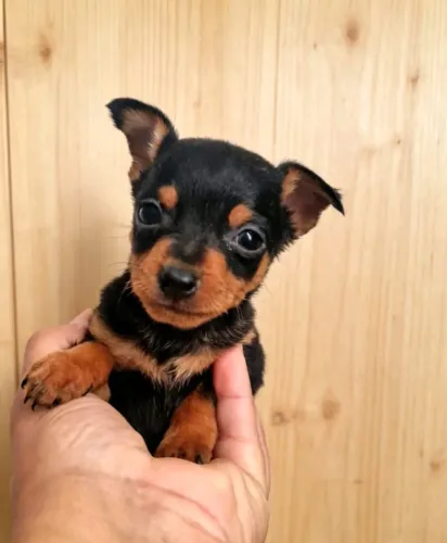 Leve um Pinscher 