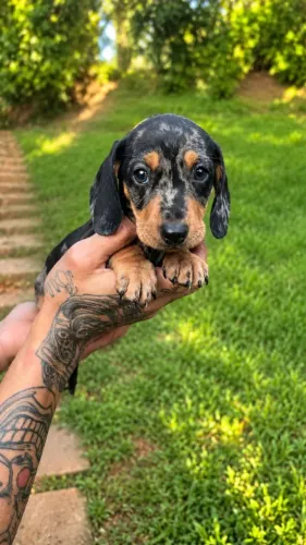 Encontre um dachshund feito para você