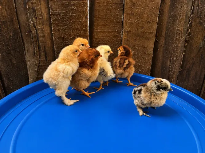 Pintinhos