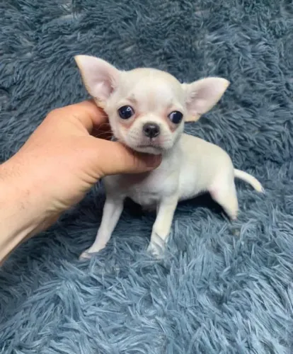 chihuahua a menor raça do mundo