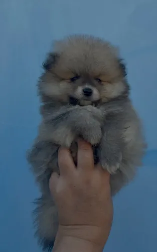 Spitz alemão Lulu da Pomerânia filhotes