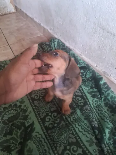 Dachshund ( salsicha cachorro)