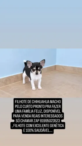 Chihuahua filhote macho