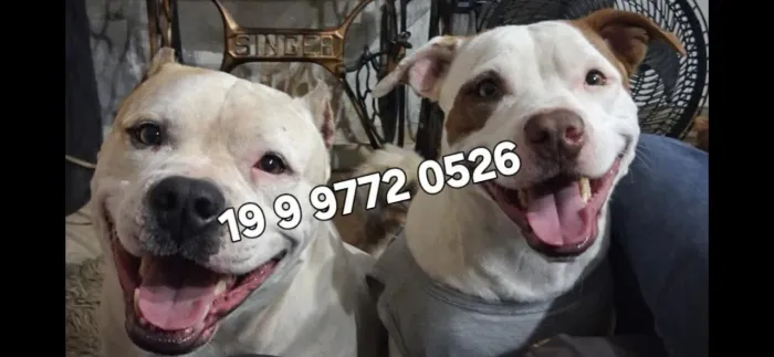 Filhote de pitbull fêmea e machos