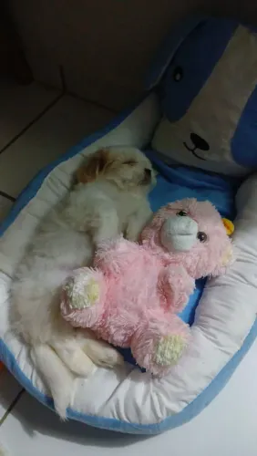 Cachorro lha sape