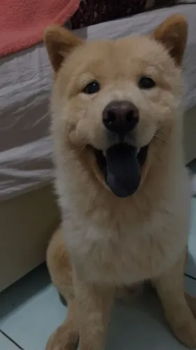 Procuro namorada para o meu chow chow