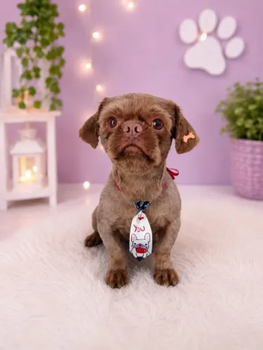 Cachorro shih Tzu macho puro