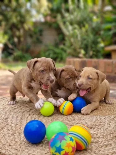 Filhote fêmea e macho de Pitbull