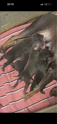 Vende-se lindos filhos de pinscher número1 