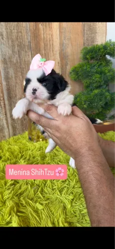 ShihTzu fêmea 