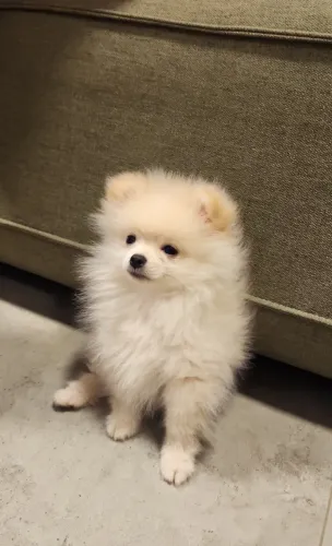 Spitz Alemão filhote