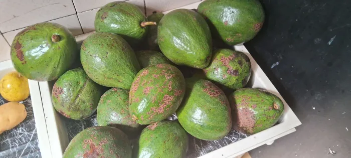 abacate orgânico