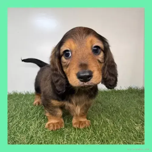 Baby dachshund/teckel/basset/salsicha/cofap super dócil e saudável
