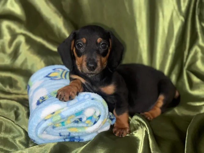 Filhote Macho - Dachshund/Salsicha/Basset/Cofap/Teckel