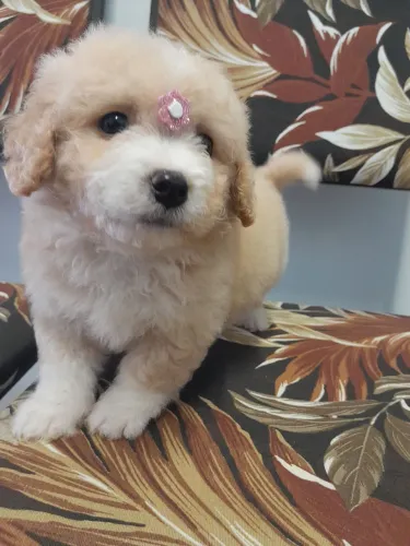 Poodle