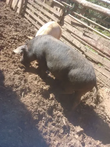 leitoa