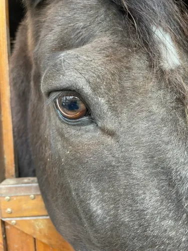 CAVALO MANGALARGA MARCHADOR (MM) ELEGANTE