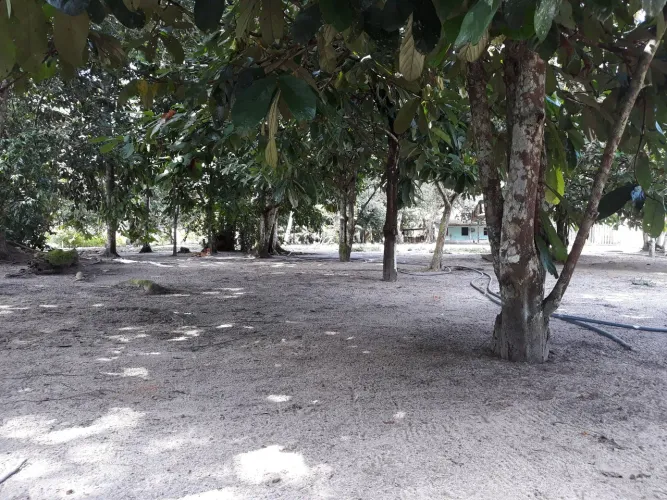 Limpeza é jardinagem