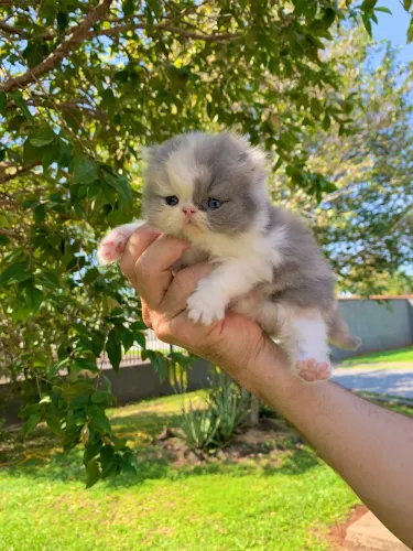 FILHOTE PERSA TRICOLOR