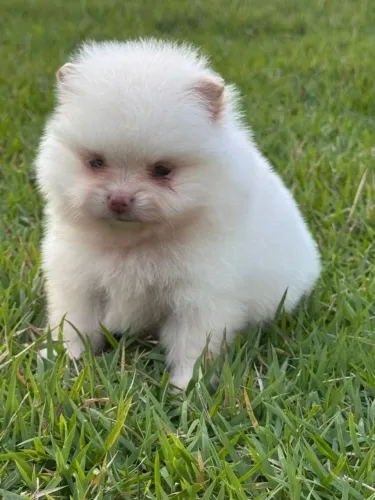 Spitz Alemão Anão / Macho e Femea