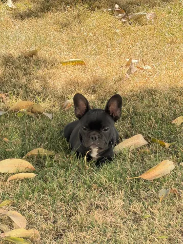 Buldogue francês