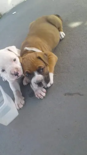 Boxer filhotes 