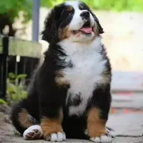 Bernese Mountain Dog,Bernese Mountain Dog Filhote Disponível Entrega Facilitada