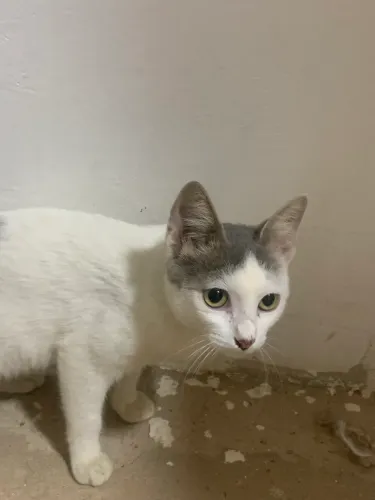 gata fêmea castrada 