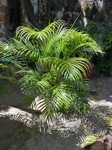Palmeira Areca-bambu
