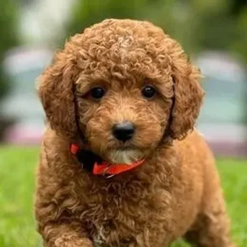 Poodle,Poodle Filhote Vacinado e Vermifugado